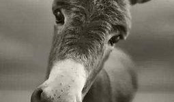 大驴爆料胜仔视频,胜仔视频揭秘幕后真相